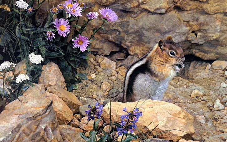 gray and brown squirrel, chipmunk, stones, flowers, stripes, sit, HD wallpaper