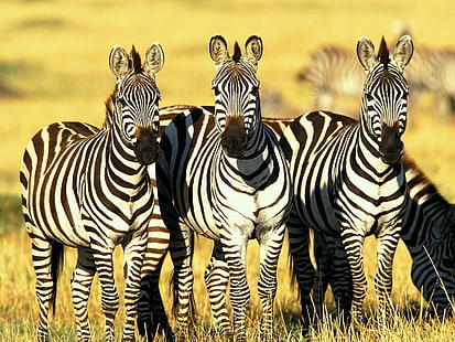 животные, зебры, HD обои HD wallpaper