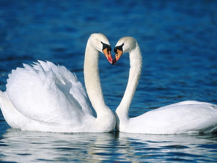 Birds 4, two white swans on body of water in focus photography, Animals, Birds, water, HD wallpaper