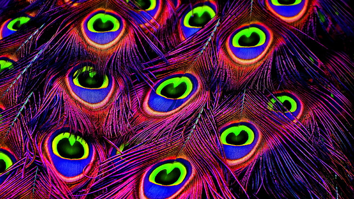 feather, peacock feathers, purple, close up, feathers, psychedelic art, pattern, HD wallpaper