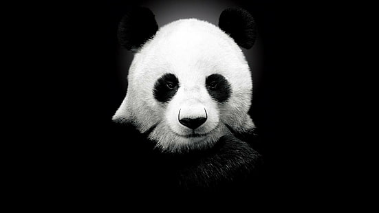 panda, HD wallpaper HD wallpaper