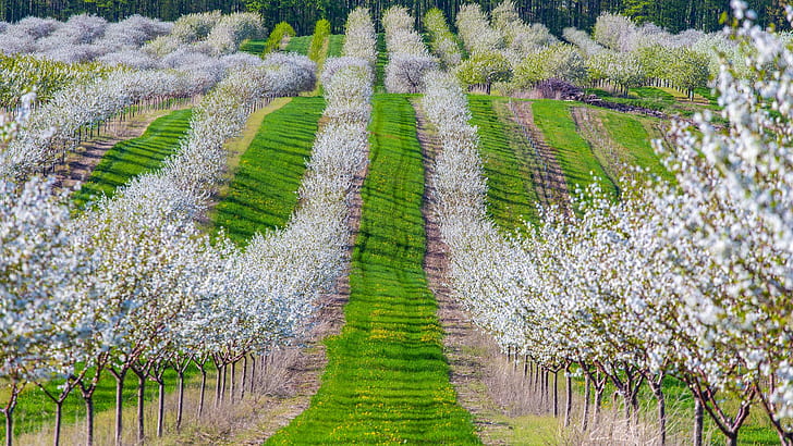 Cherry trees, spring, spring, trees, garden, cherry, grass, flowering, HD wallpaper