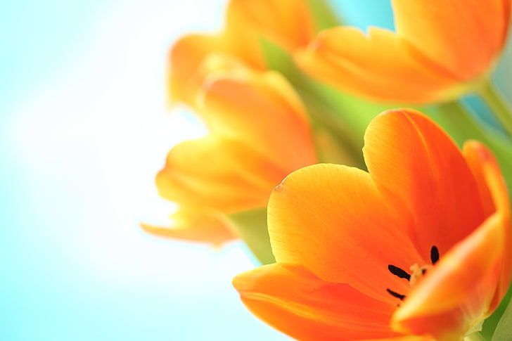 Orange, Tulips, Macro, 5K, HD wallpaper