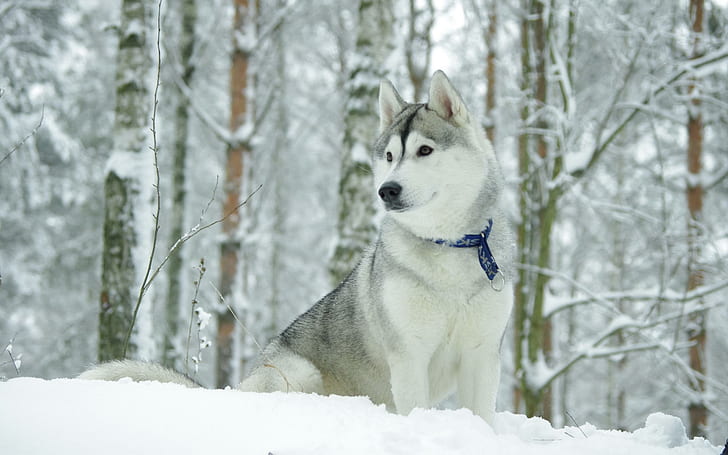 Husky, white and grey siberian husky, husky, puppy, winter, animal, animals, HD wallpaper