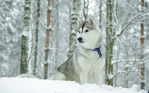 Husky, biało-szary siberian husky, husky, szczeniak, zima, zwierzę, zwierzęta, Tapety HD HD wallpaper