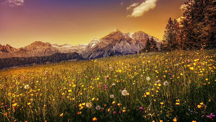 mountains, field, wild flowers, dandelion, flowers, flower field, landscape, hillside, hill-side, scenery, scene, HD wallpaper