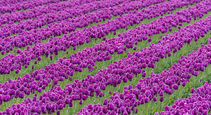 campo di tulipani viola, tulipani, fiori, viola, serie, campo, Sfondo HD