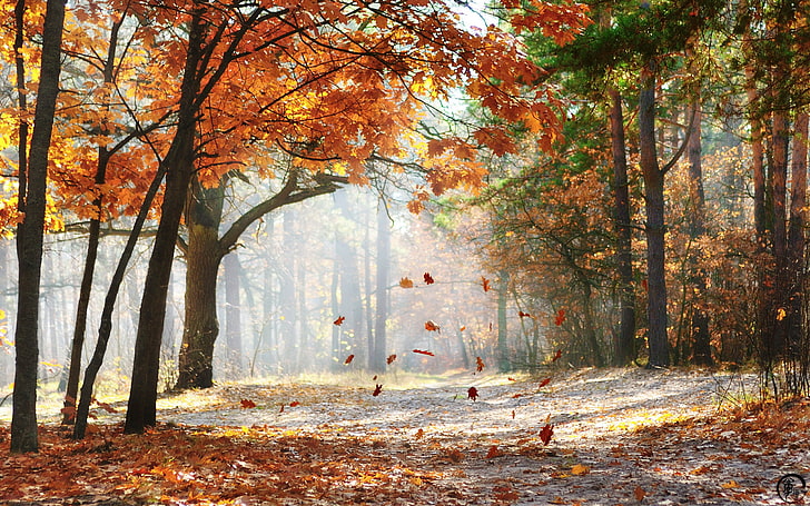 woodland, nature, fall, leaves, trees, HD wallpaper