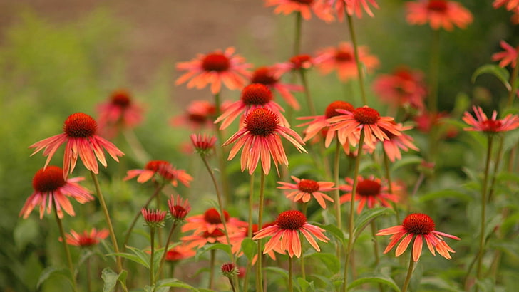 빨간 coneflowers, 꽃, 잔디, 아름다운, 필드, HD 배경 화면