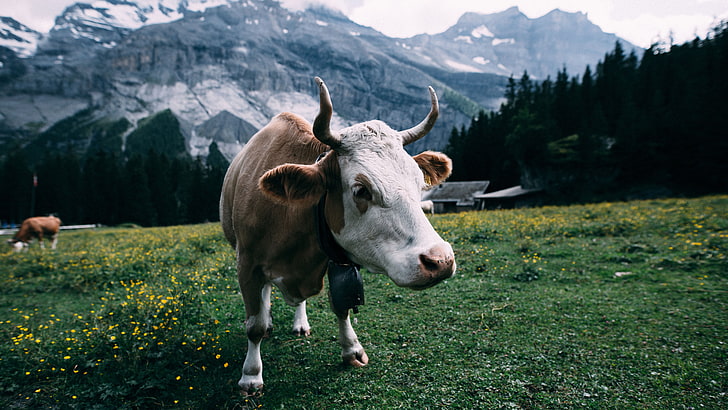 paisagem, bovino, vaca, montanhas, campo, chifre, chifres, HD papel de parede