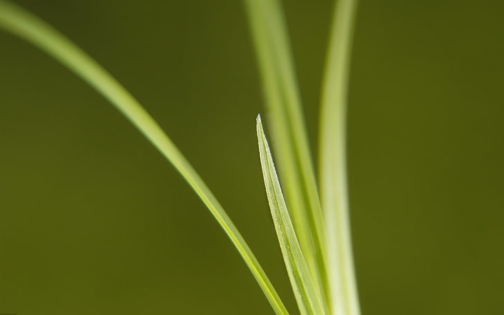 grünblättrige Pflanze, Gras, hell, grün, dünn, HD-Hintergrundbild