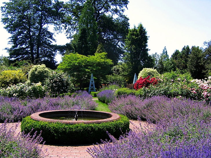 fioletowe lawendowe pole kwiatowe, ogród, fontanna, kwiaty, Tapety HD