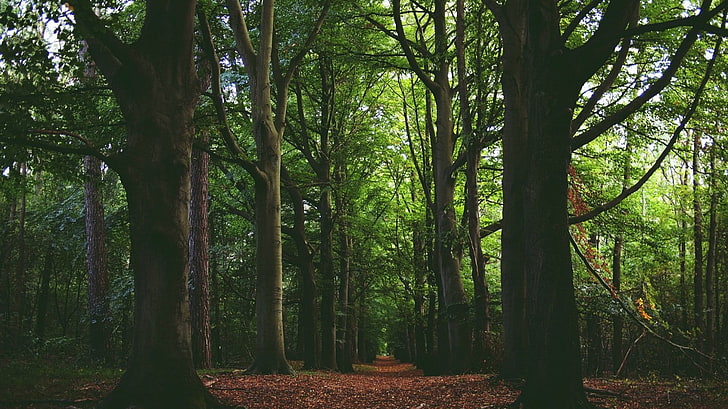 hutan, jalan setapak, pohon, Wallpaper HD