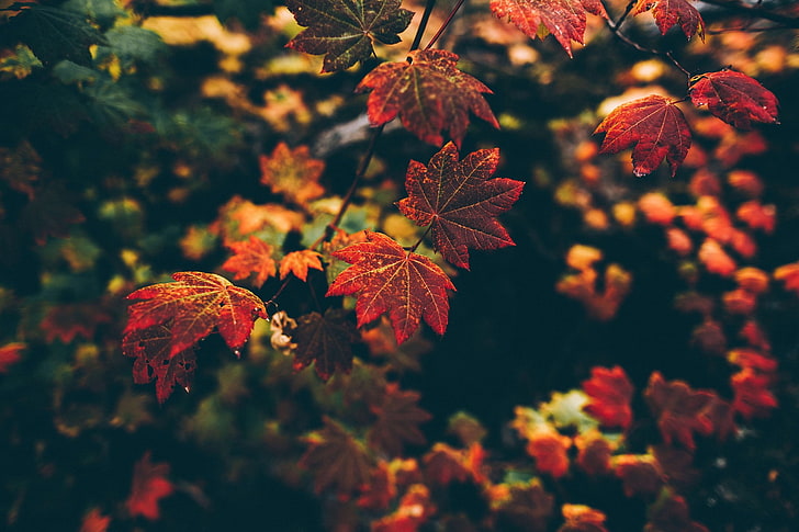 leaves, nature, fall, filter, depth of field, HD wallpaper