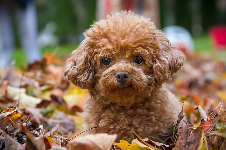 cucciolo di barboncino giocattolo rosso y, barboncino, cane, cucciolo, foglie, Sfondo HD