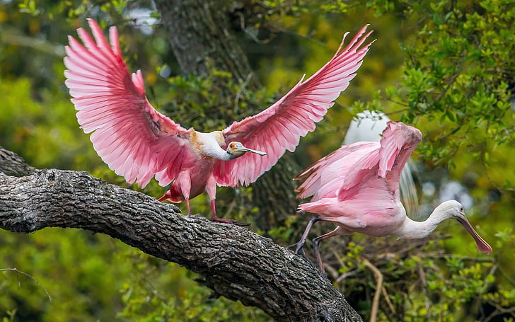 animales, pájaros, rosa, naturaleza, verde, corteza, rama, corteza de árbol, espátula rosada, Fondo de pantalla HD