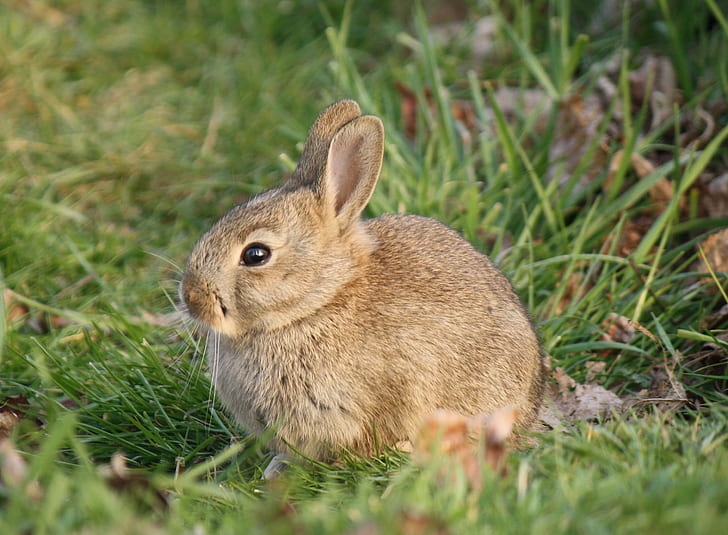brown rabbit during daytime, rabbit, daytime, animal, cute, rodent, mammal, grass, rabbit - Animal, brown, fluffy, nature, wildlife, fur, outdoors, small, pets, HD wallpaper