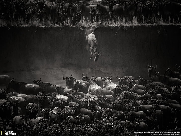 grayscale flock of animals National Geographic wallpaper, National Geographic, bulls, HD wallpaper