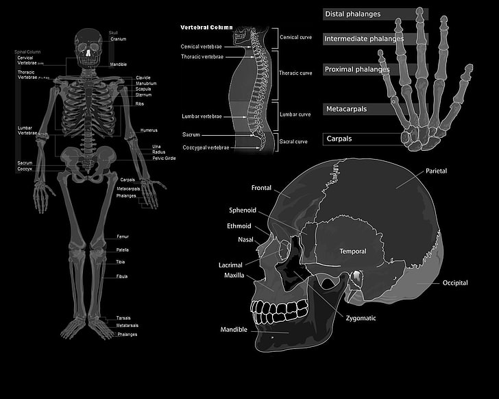 الجماجم علم الطب تشريح عظام رمادية 1280 × 1024 فن أحادي اللون عالي الدقة فن الجماجم والعلوم، خلفية HD