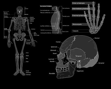 skulls science medicine anatomy grayscale bones 1280x1024  Art Monochrome HD Art , Skulls, science, HD wallpaper HD wallpaper