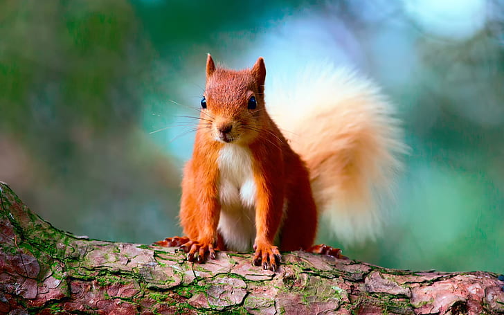 귀여운 붉은 다람쥐, 다람쥐, HD 배경 화면