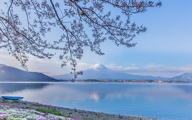 Гора Фудзи, озеро Кавагути, Япония, веточки, цветы, Фудзи, озеро, Кавагути, Япония, веточки, цветы, HD обои