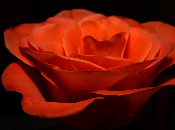 Orange Rose, Aero, Black, Dark, Orange, Flower, Rose, Background, Contrast, Macro, Petals, Closeup, HD wallpaper