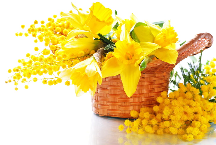 yellow petaled flower and brown wicker basket, mimosa, flowers, yellow, HD wallpaper