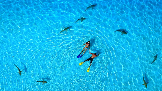 Polinésia Francesa, 5k, papel de parede 4k, férias, descanso, viagem, reserva, oceano, mergulho com tubarões, os melhores locais de mergulho do mundo, HD papel de parede HD wallpaper