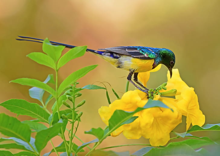birds, colorful, plants, flowers, green, yellow, yellow flowers, animals, HD wallpaper