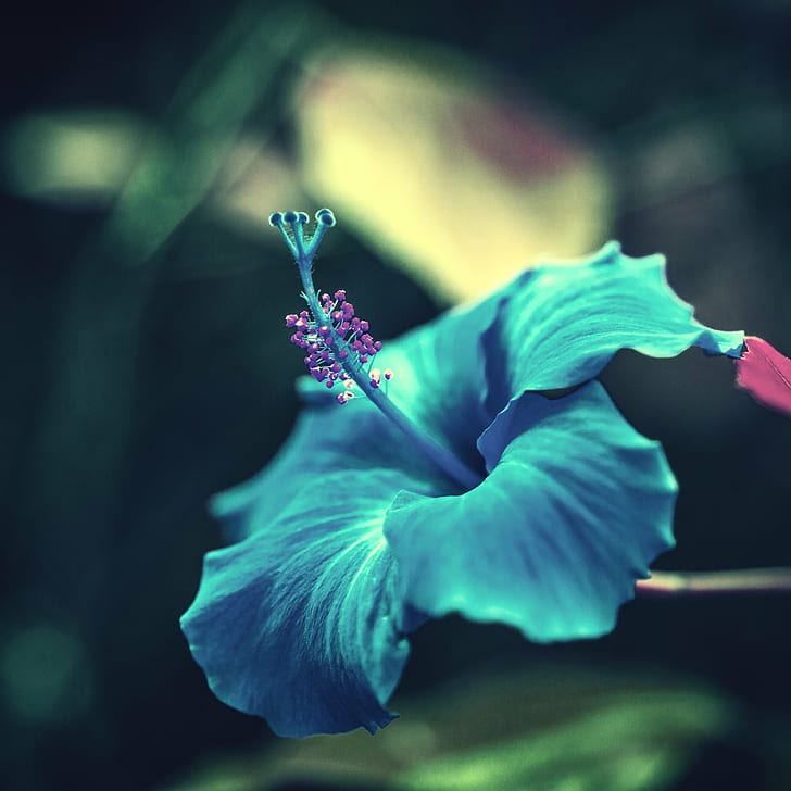 Fokusfoto der aquamarinen Blume, Anziehungskraft, Fokus, Foto, aquamarine, Blume, Kalifornien, Laguna Niguel, Orange County, Ritz Carlton, USA, Vereinigte Staaten von Amerika, HD-Hintergrundbild