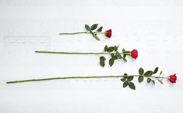 3 Three Red Roses, Aero, White, Beautiful, Flowers, Rose, Wood, Contrast, Present, Romantic, Gift, floral, Fancy, length, redroses, proflowers, HD wallpaper