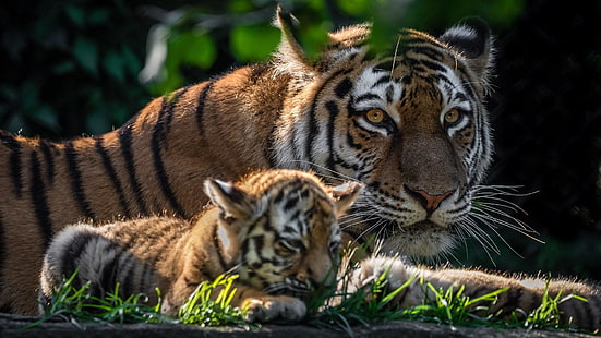 bébé tigre, bébé tigre, bébé, tigre, faune, ourson, mignon, gros chats, photographie animalière, animaux sauvages, maman, mère, famille, Fond d'écran HD HD wallpaper