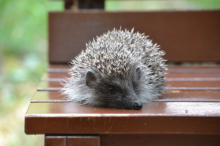 brown and gray hedgehog, hedgehog, sit, thorns, wood, HD wallpaper