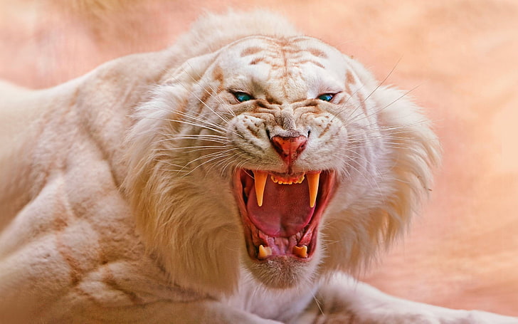 النمر الأبيض ، الحيوانات ، النمر ، النمور البيضاء ، الطبيعة ، الفم المفتوح ، العيون الزرقاء، خلفية HD