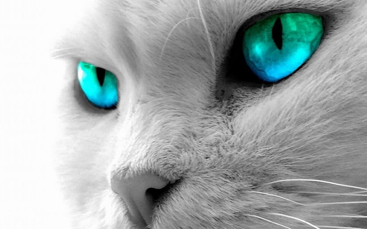 قطة زرقاء وخضراء العين ، قطة ، عيون زرقاء، خلفية HD