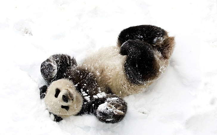 panda, snow, playful, spotted, bamboo bear, panda, panda, snow, playful, spotted, bamboo bear, HD wallpaper