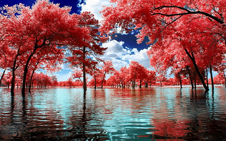 Cerisiers en fleurs, nature, paysage, surréaliste, arbres, eau, parc, nuages, rose, blanc, bleu, Fond d'écran HD