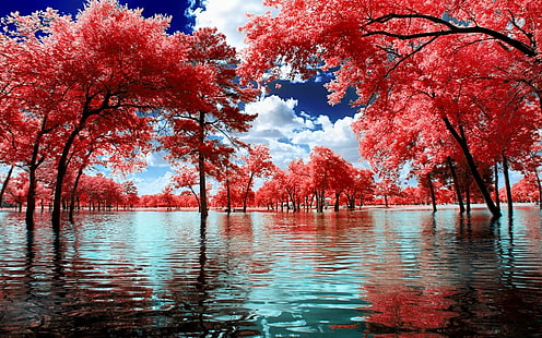 Pohon Cherry Blossom, alam, lanskap, surealis, pohon, air, taman, awan, merah muda, putih, biru, Wallpaper HD HD wallpaper