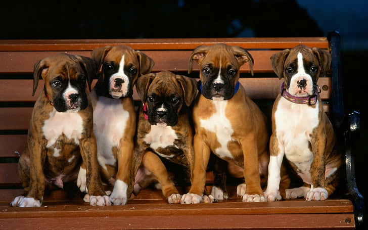 Cães, Boxer, HD papel de parede