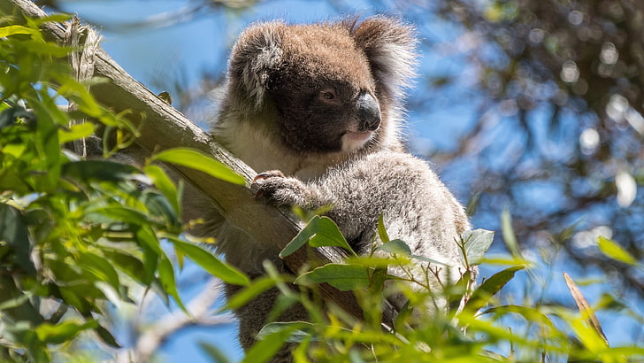 animals, leaves, branches, tree, Australia, wildlife, Koala, eucalyptus, marsupials, HD wallpaper