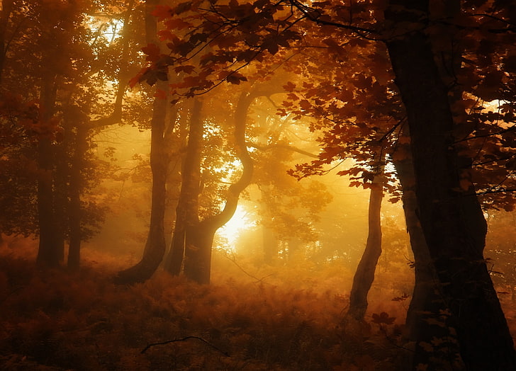 коричневые деревья, природа, лес, туман, листья, осень, деревья, пейзаж, янтарь, атмосфера, HD обои