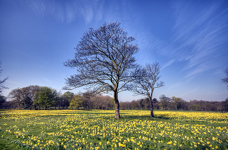 leafless tree on yellow petaled flower field during daytime, Field of Hope, tree, yellow, flower, daytime, sefton  park, marie  curie, daffodil, HDR, Liverpool  Merseyside, nature, rural Scene, outdoors, sky, field, blue, meadow, springtime, landscape, summer, agriculture, season, HD wallpaper