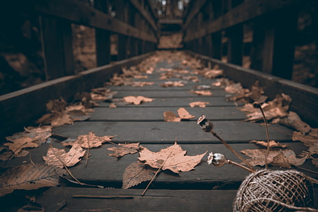 withered brown leaves, worms eye view photography of brown wooden dock, muted, fall, leaves, bridge, wood, depth of field, macro, HD wallpaper HD wallpaper