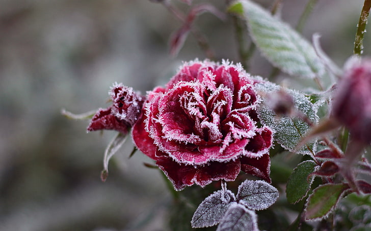 close-up photography of red rose flower with snow during daytime, cold, frost, flower, snowflakes, rose, crystals, red, HD wallpaper