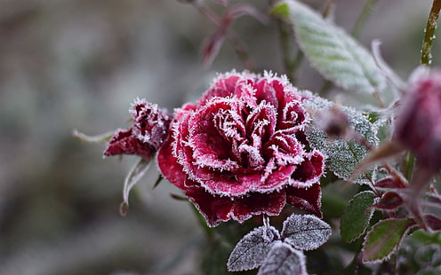 fotografía de primer plano de flor rosa roja con nieve durante el día, frío, escarcha, flor, copos de nieve, rosa, cristales, rojo, Fondo de pantalla HD HD wallpaper