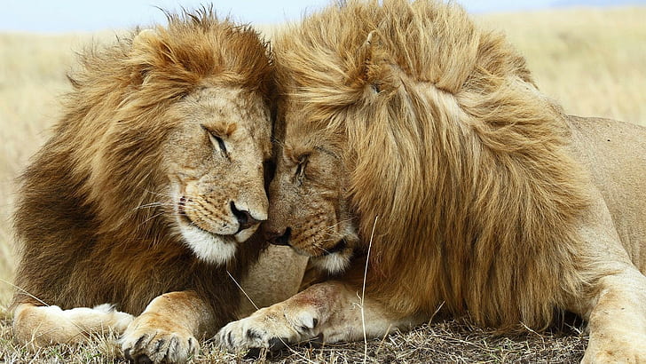 binatang, singa, kucing besar, mamalia, margasatwa, Wallpaper HD