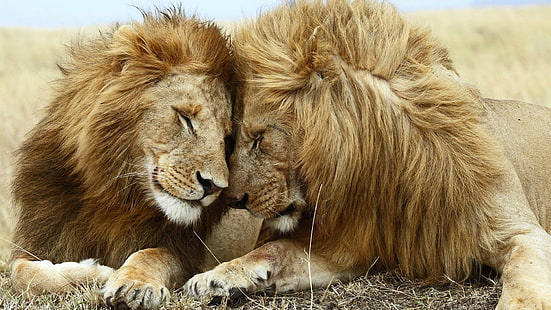 животные, лев, большие кошки, млекопитающие, живая природа, HD обои HD wallpaper