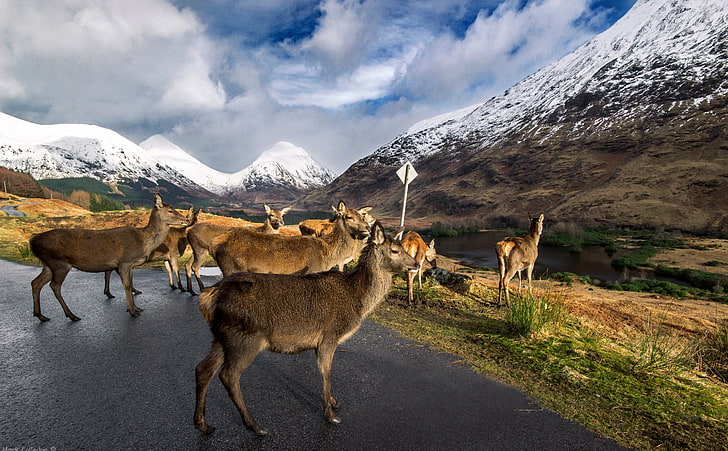 Glen Etive Stags, brown deers, Animals, Wild, HD wallpaper