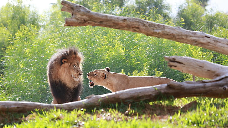 Casal leões gatos, leão e leoa, leão, casal, focinho, juba, leões, gatos selvagens, leoa, predadores, uma briga de família, rugido, HD papel de parede